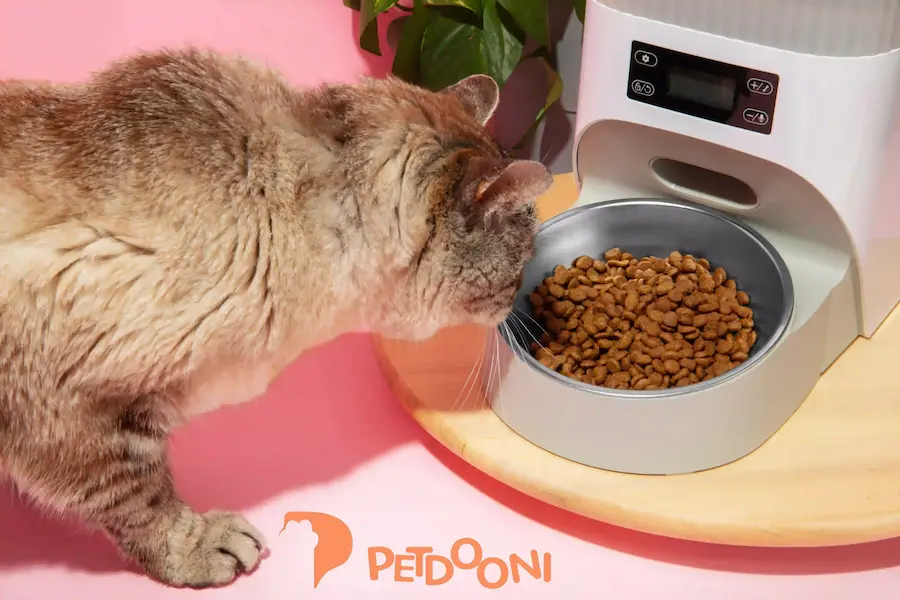 بهترین غذای گربه در فصل بهار | راهنمای کامل سلامت و شادابی گربه با پت شاپ آنلاین پت دونی 1404